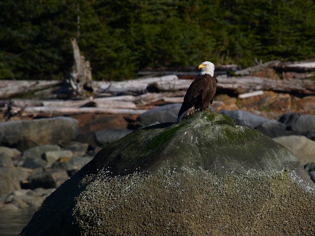 Bald Eagle